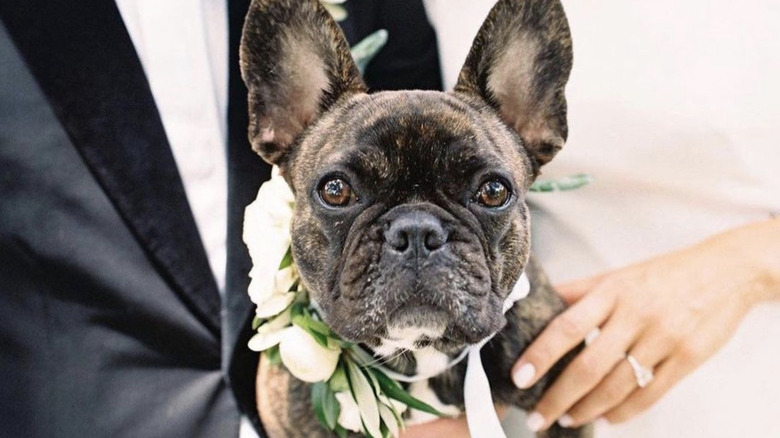 dog held by bride and groom.