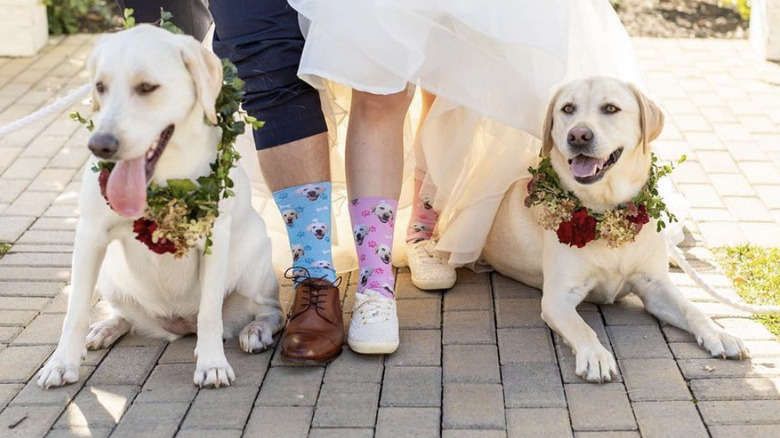 two dogs next to bride and groom.