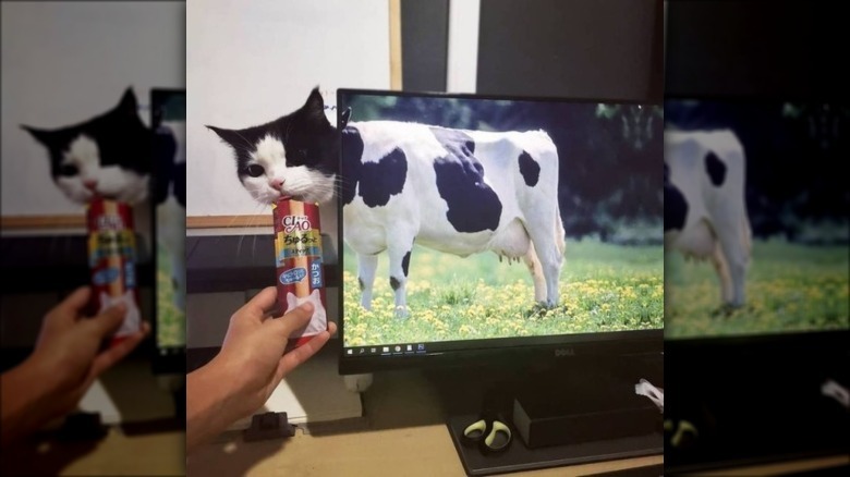 Black and white cat standing behind computer monitor displaying a cow