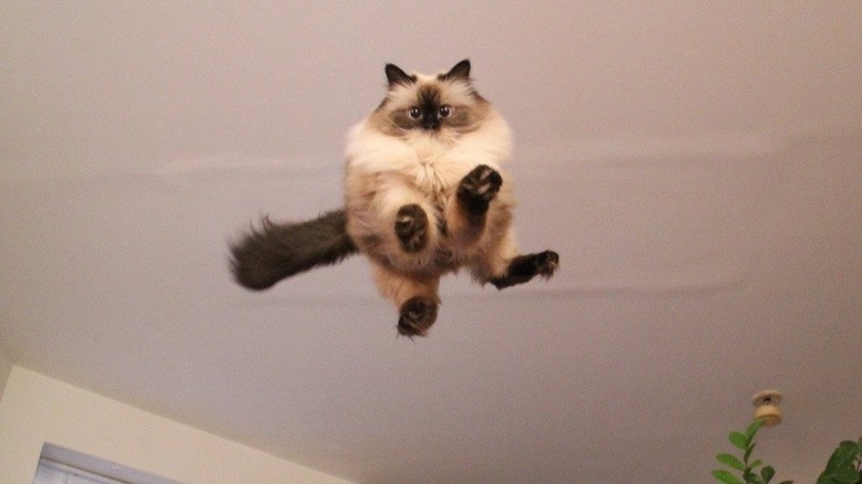 Cat flying towards the camera
