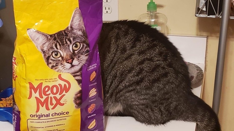 Cat sitting behind a bag of cat food with a similar face on the bag