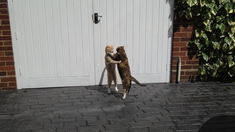 Two cats standing on their hind legs like they're dancing together