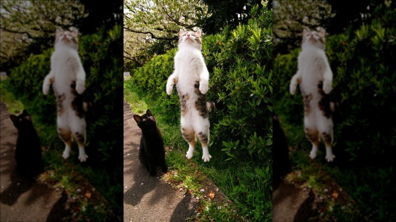 Cat appearing to levitate