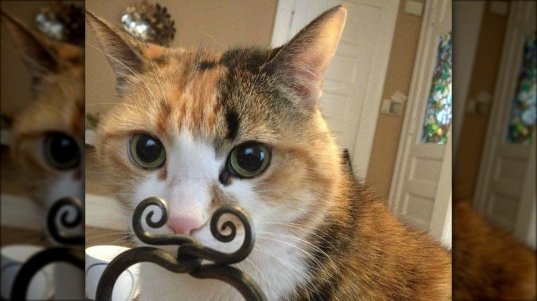Cat standing behind a decorative object that looks like a mustache