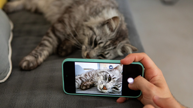 Taking a picture of a cat with an iPhone