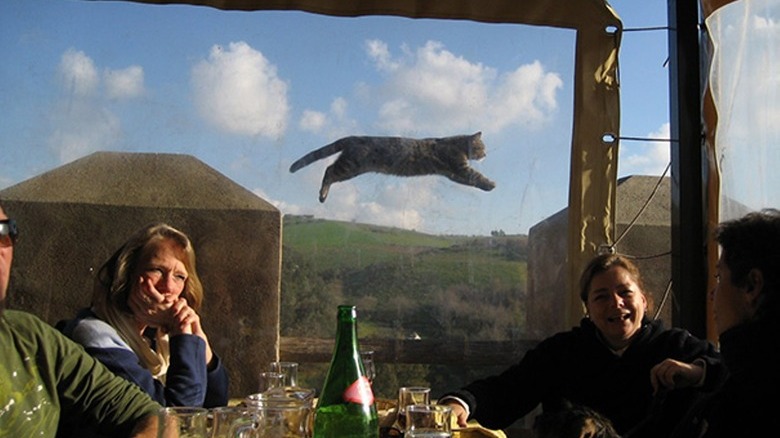 Four people dining while a cat appears to fly past the window behind them