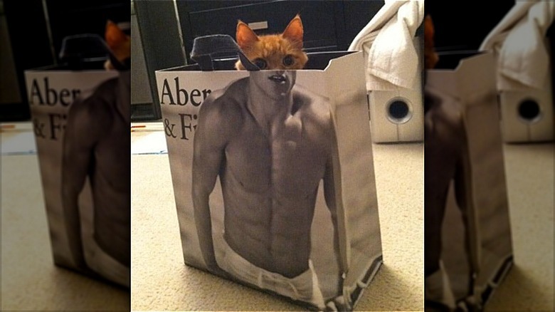 Cat's head lined up with torso of shirtless man
