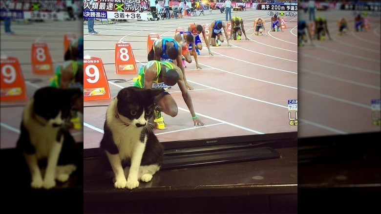 Cat in front of a TV screen lined up with row of runners