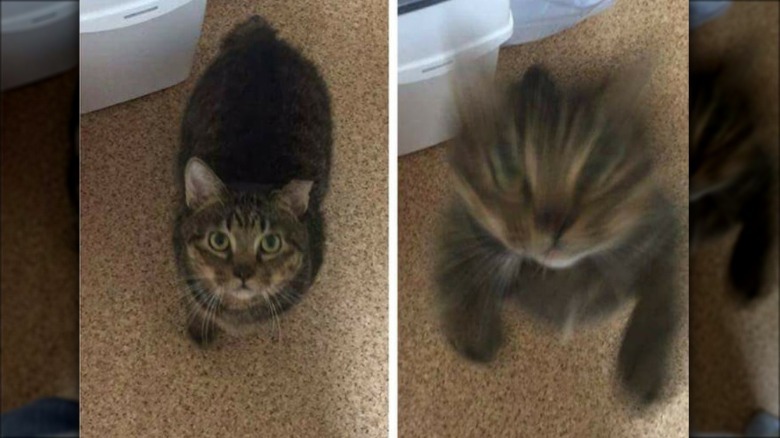 Cat leaping towards the camera