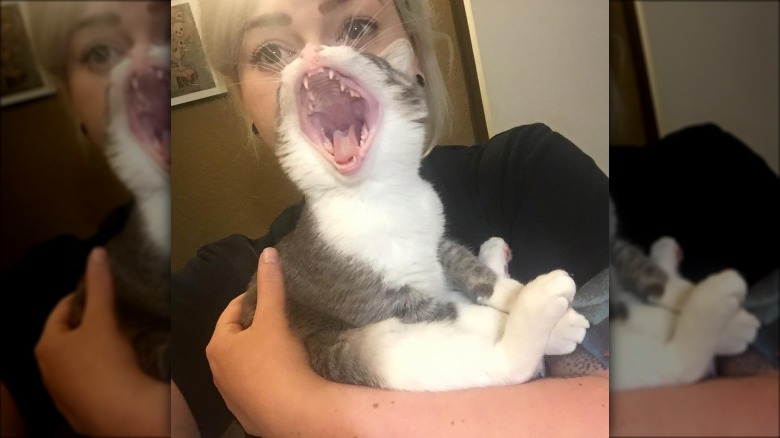 Yawning cat lined up with woman's mouth