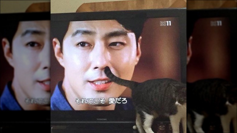 Cat standing in front of a television with its tail seeming to poke into an actor's nose