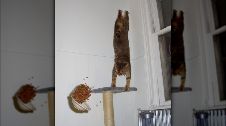 Cat doing a handstand while its bowl of food falls down