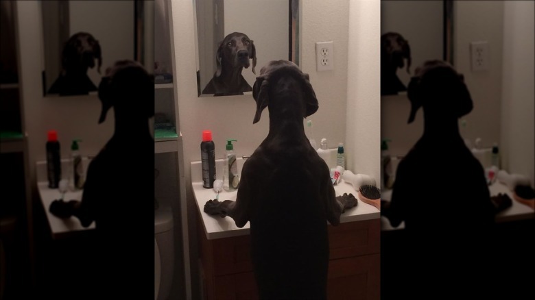 dog stares at reflection in mirror