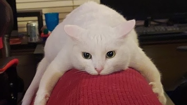 cat looks like monorail