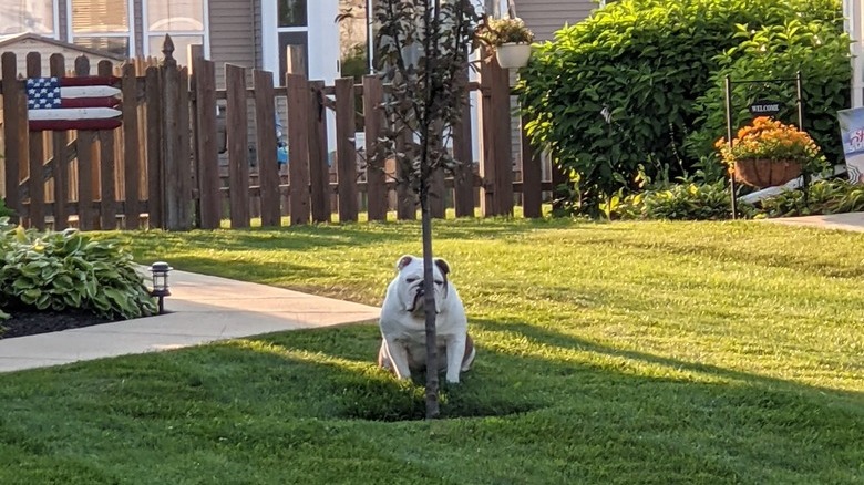 fat dog tries to hide behind skinny tree