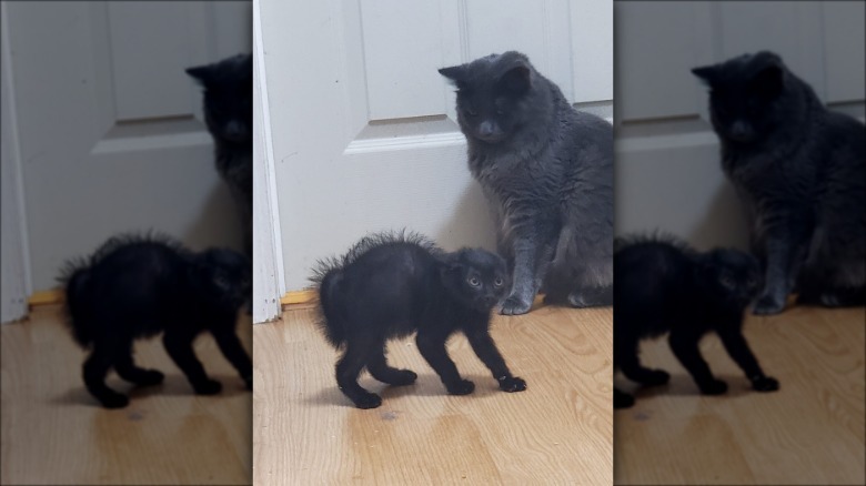 kitten nervous about meeting older cats