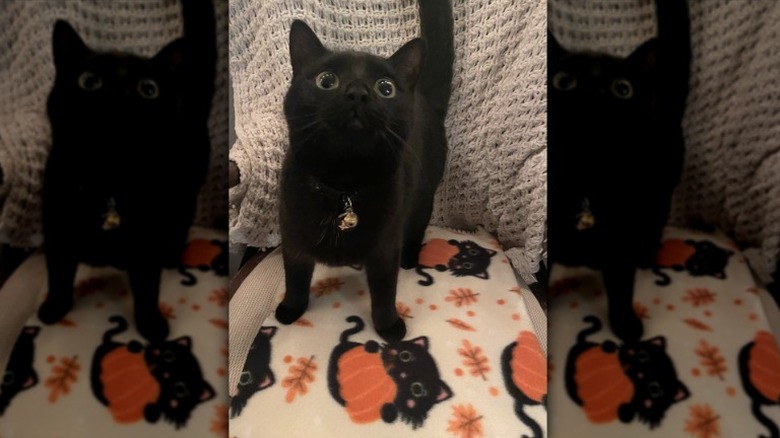black cat on blanket with black cat pattern