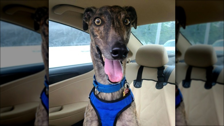 derpy greyhound dog