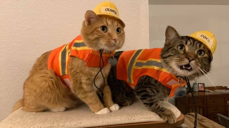 cats wearing safety vests and construction helmets