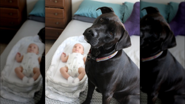 dog is protective of baby brother