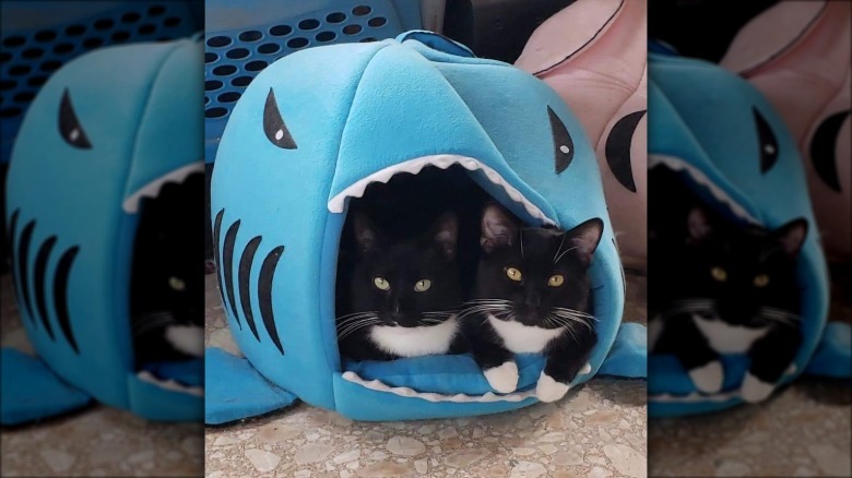 tuxedo cats in shark-shaped cat bed