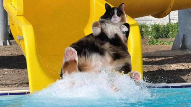 cat on waterslide