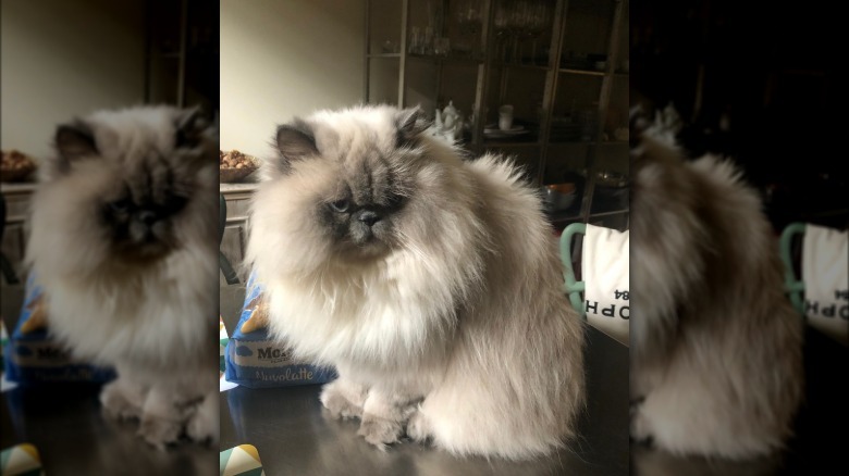 a fluffy gray and white cat sitting on a table.