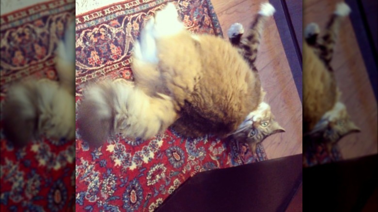 a fluffy cat showing off their fluffy butt.