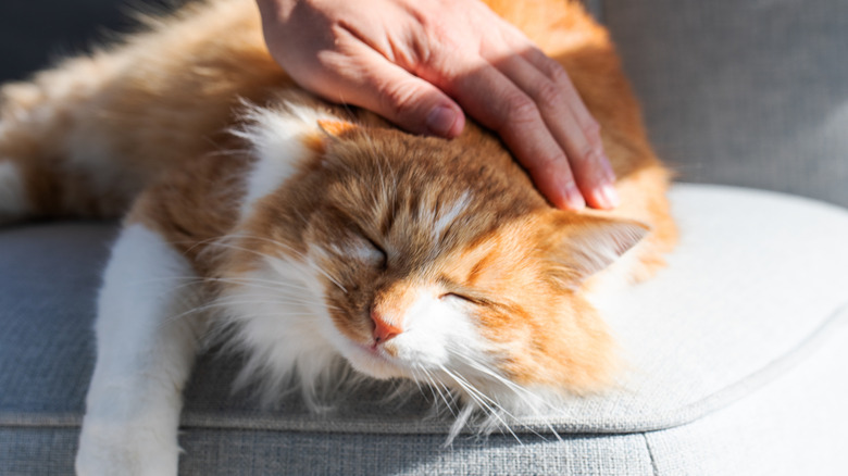 A fluffy orange and white cat being stroked