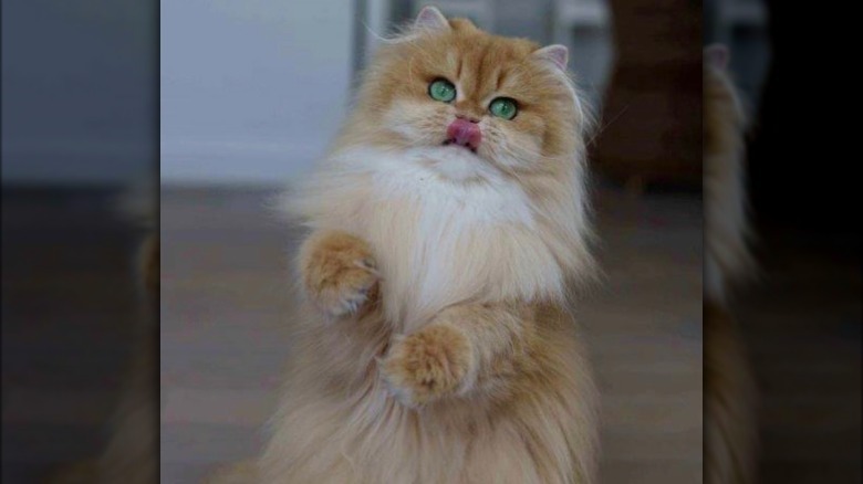 a fluffy white and orange cat sitting up.