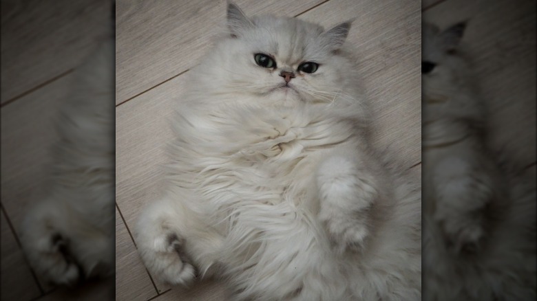 a fluffy white cat lying on their back.