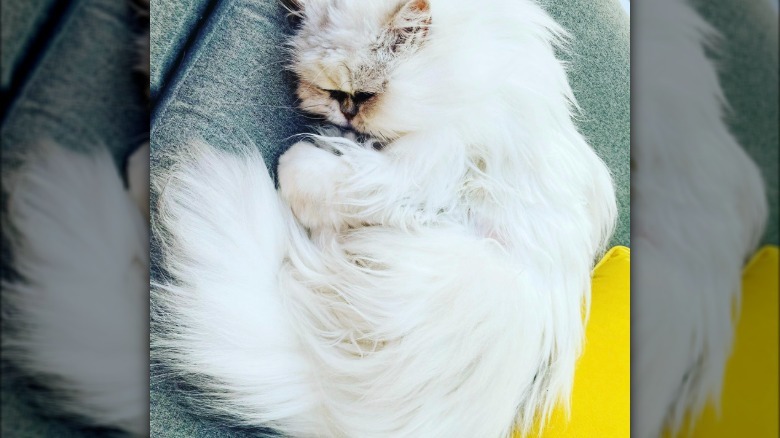a fluffy white cat lying on the couch.