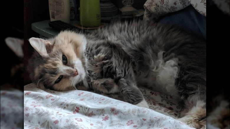 a fluffy cat with curly fluffy belly hair.