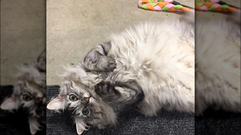a fluffy gray cat lying on their back.