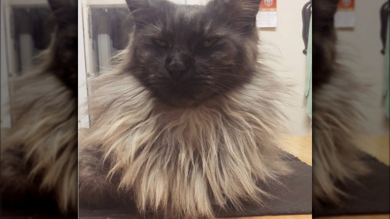 a black and gray cat with a very fluffy neck.