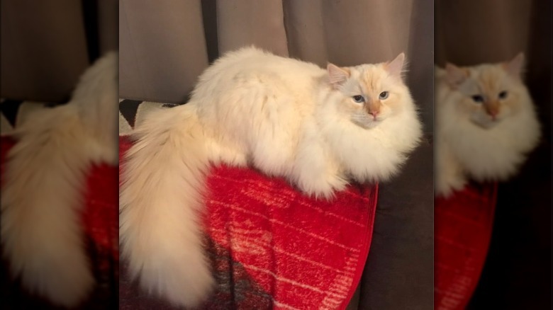 a fluffy white cat lying on a red blanket.