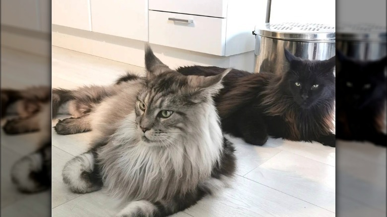 two fluffy cats lying in the kitchen waiting for food.