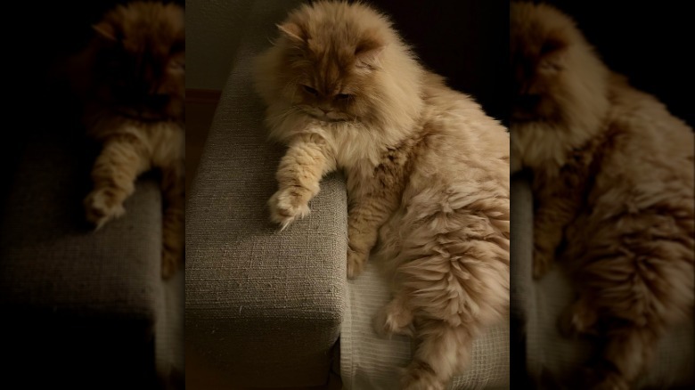 a fluffy cat staring at their paw.