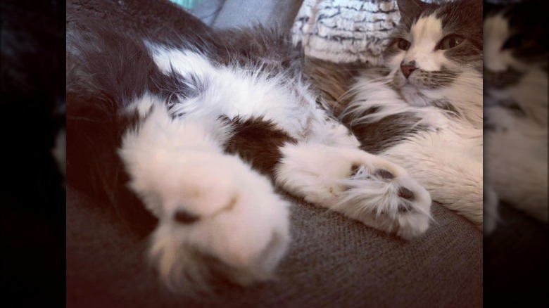 a fluffy cat with very furry toes.
