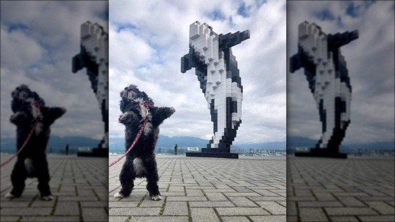 A dog stands up on their hind legs, "mimicking" a lego-style public sculpture in the shape of a jumping whale.