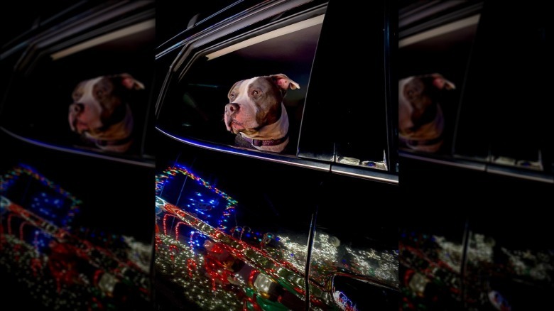 A dog is staring at Christmas lights on a from an open car window.
