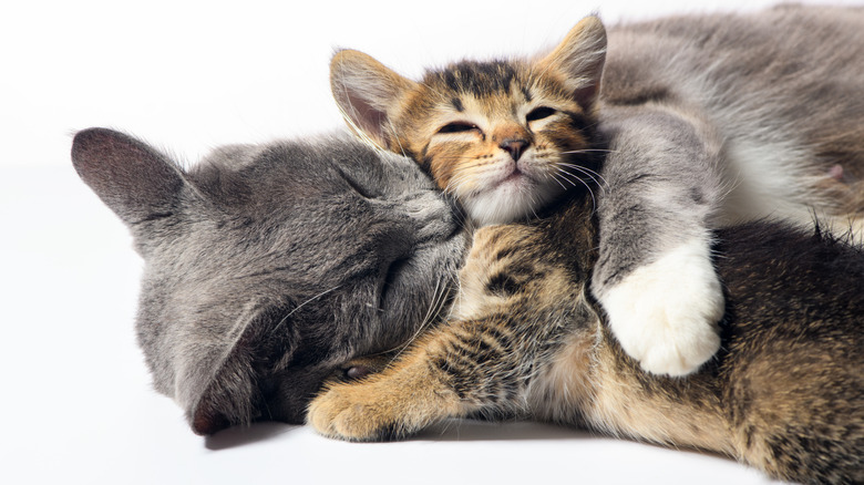 Cats hugging