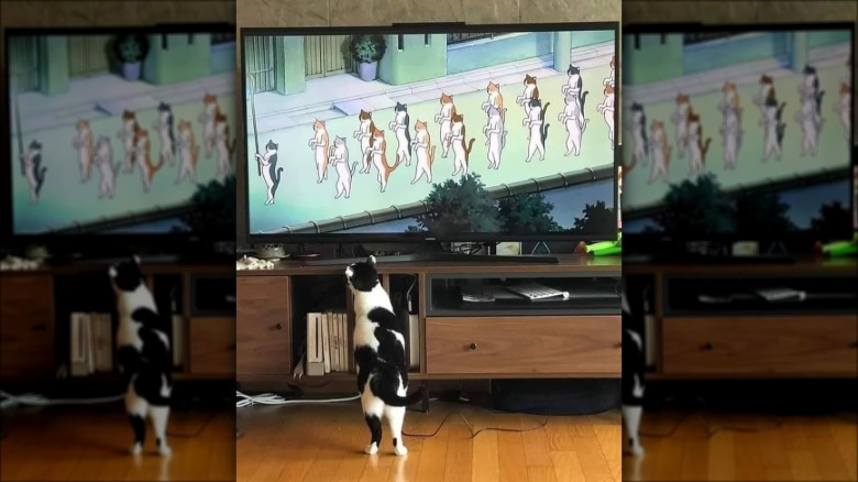 A black and white cat standing upright, and watching cartoon cats on tv that are standing in the same position.