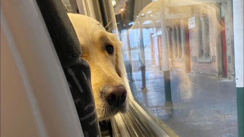A dog is looking at the person seated behind them on a train.