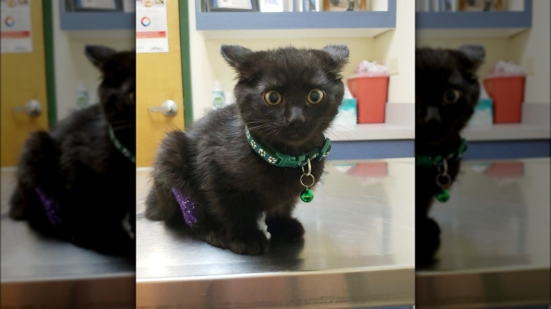A black kitten is sitting on an exam table at a veterinarian's office for the first time, and is looking nervous.