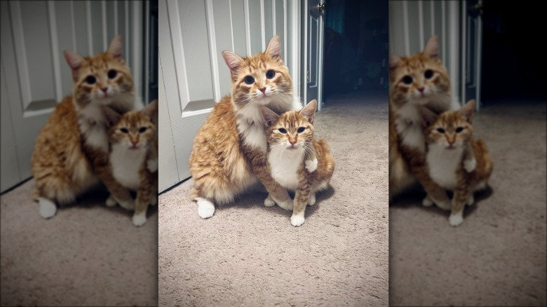 A big orange cat holds a smaller orange cat at home.