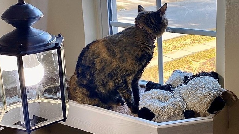 A cat is sitting in an elevated indoor window box.