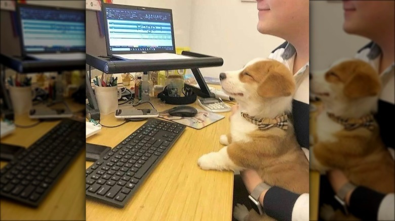 A smiling puppy sits in their pet parent's lap at an office desk with a computer.