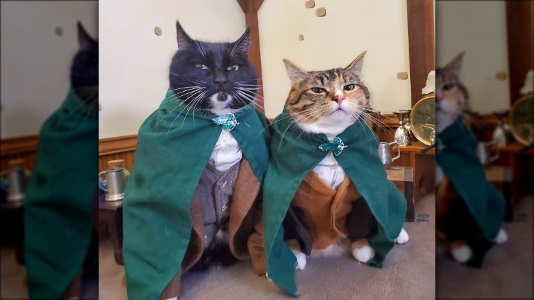 Two cats are wearing green capes and "cosplaying" as Pippen and Merry from Lord of the Rings.