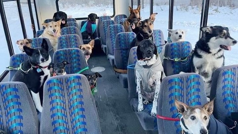 Several dogs are sitting in seats on a bus.